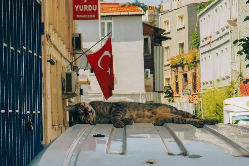 cat is laying on top of a car