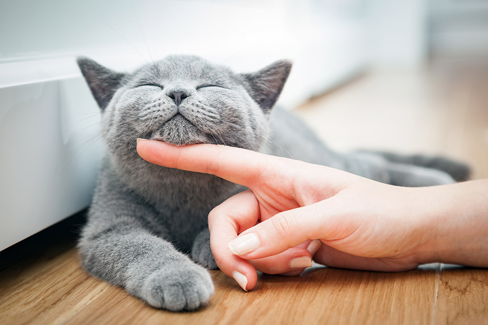british shorthair being stroked by a womans hand