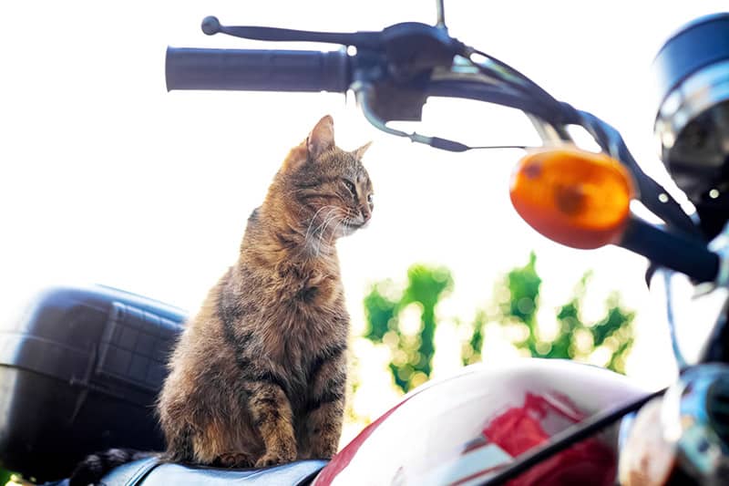 cat sitting on the motorcycle seat