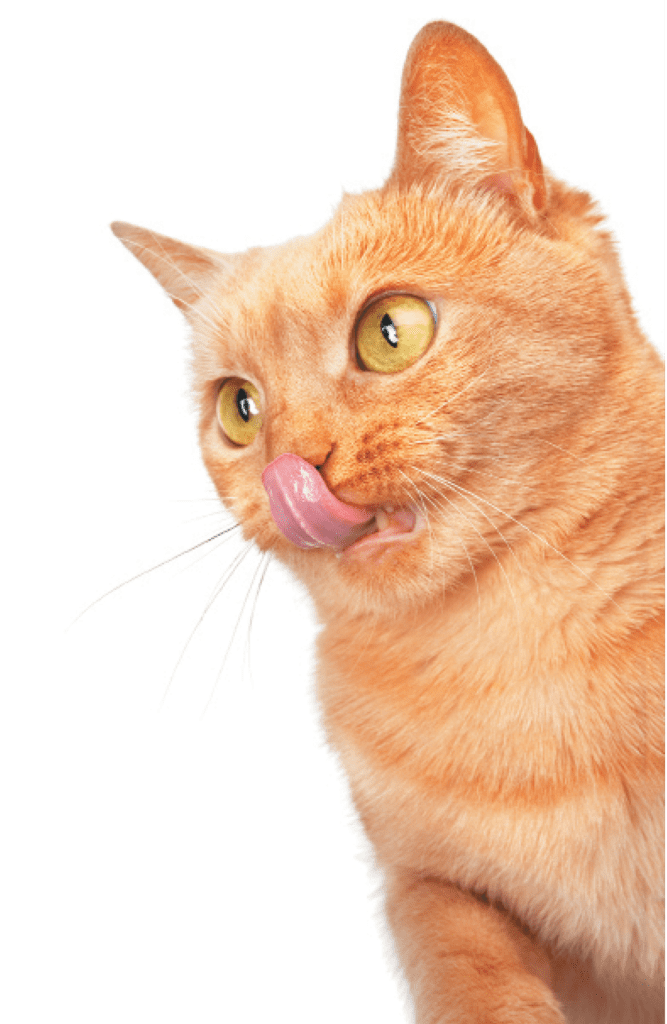 why do cats get spooked for no reason