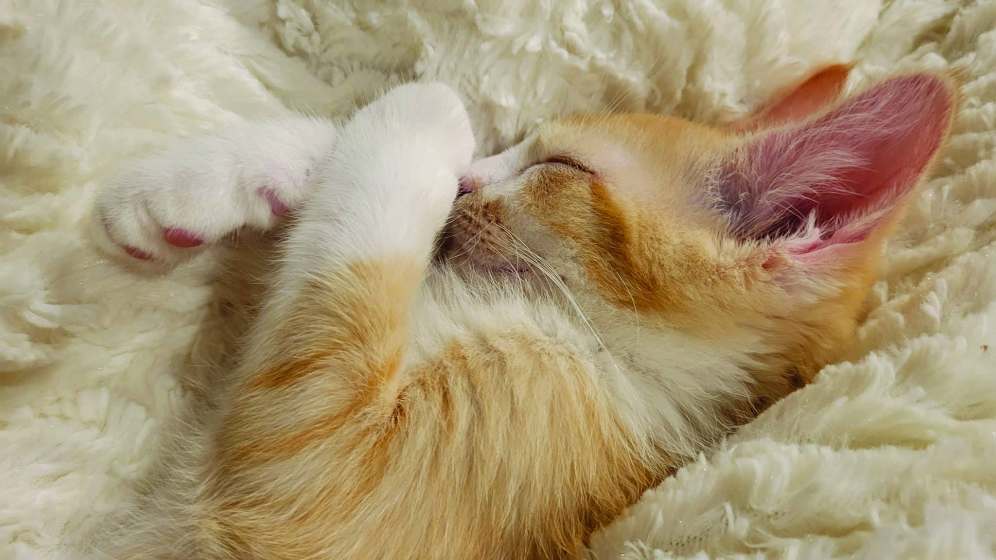 2023 Cat Picture Contest Winners My Blog