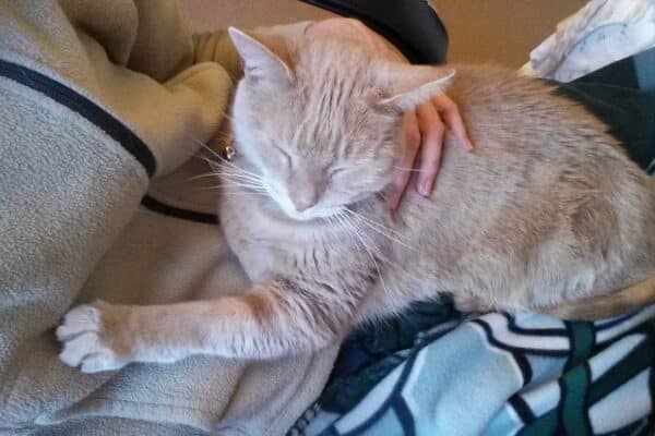 cat sleeping on humans lap