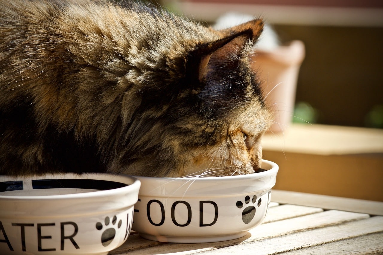 cat eating from ceramic food bowls