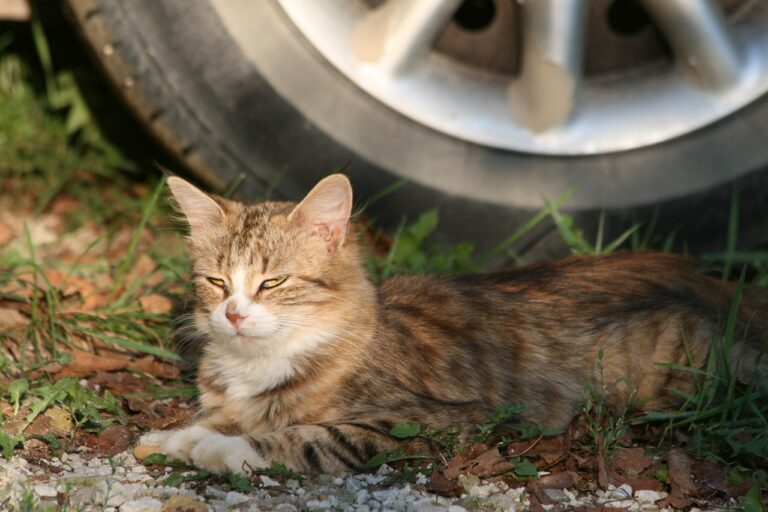 My Cat's Fur is Changing Color 4 Reasons for Coat Changes Over Time