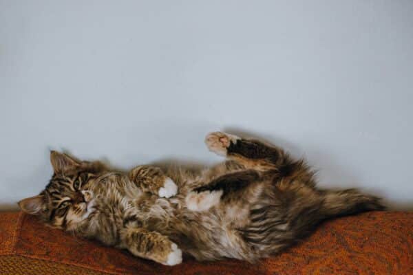 Photo of a Cat on his back on the couch