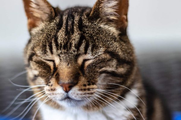 brown tabby cat with eyes closed dealing with eye discharge