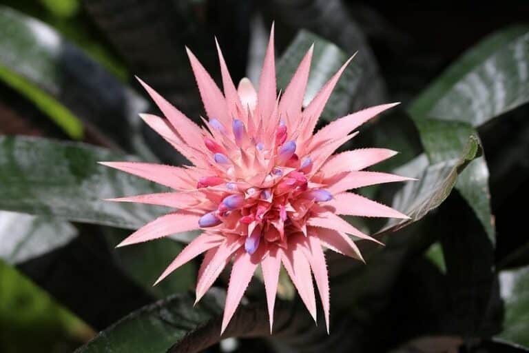 Are Bromeliads Toxic to Cats? VetReviewed Houseplants Examined Catster