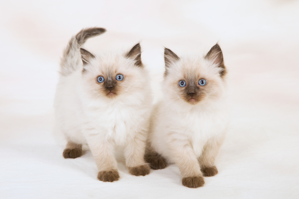 two ragdoll kittens