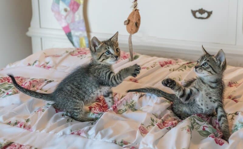 2 Grey Striped Kittens Playing on a Blanket with Toy