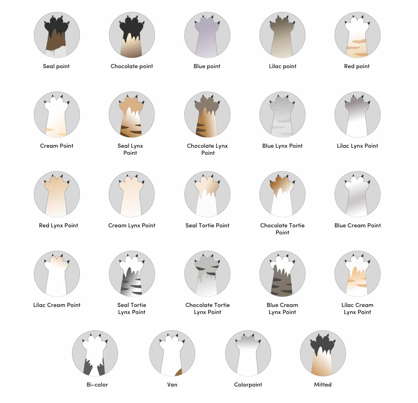 Different kinds shop of ragdoll cats