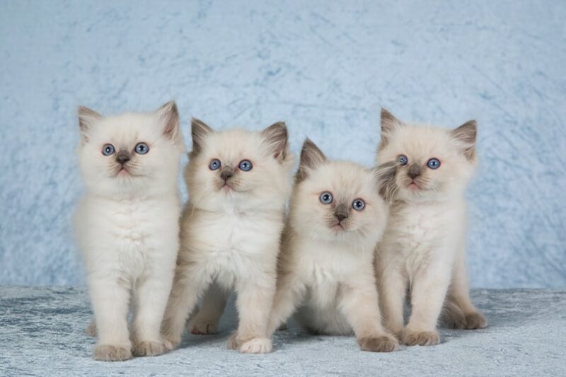 4 Cute Ragdoll kittens on silver blue background fabric