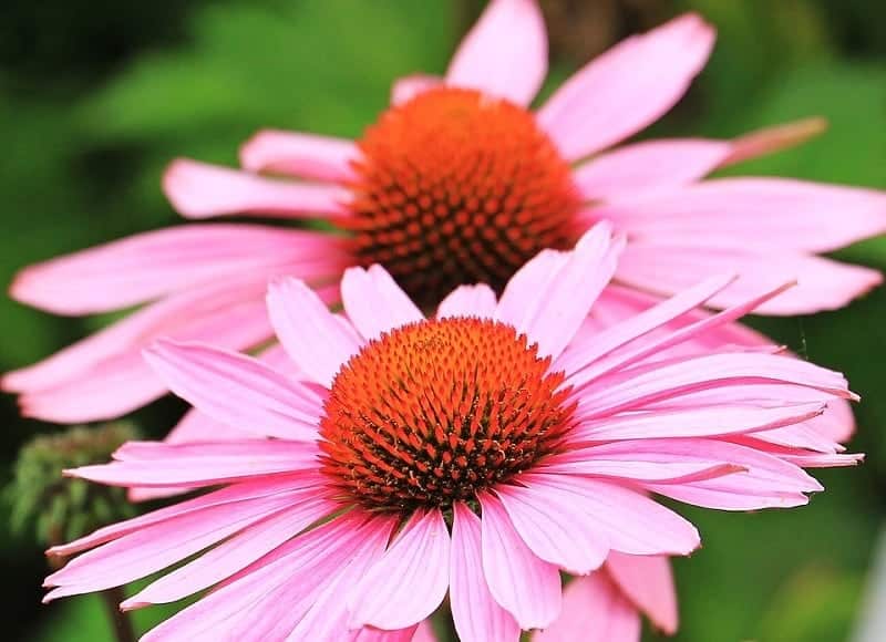 4Echinacea