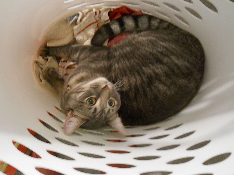 cat in laundry basket