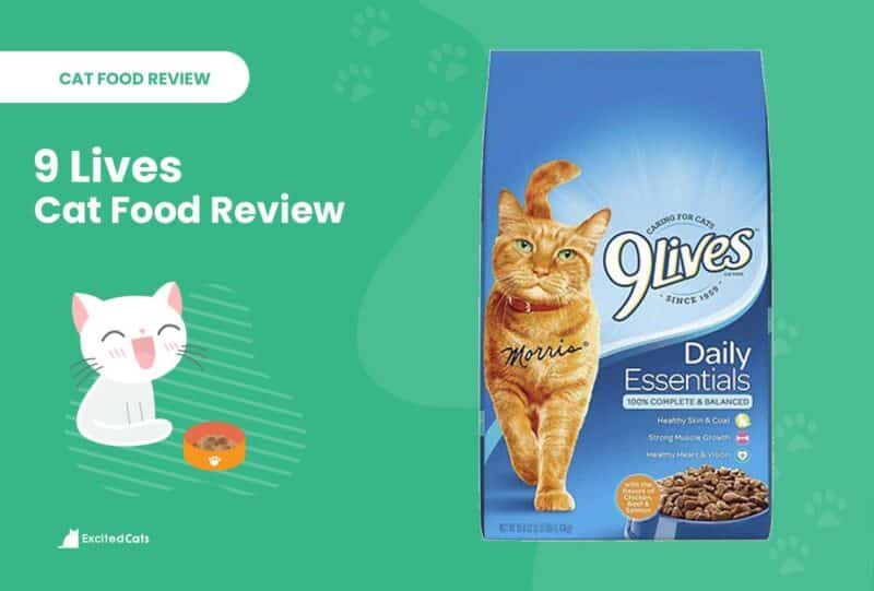 9 lives review