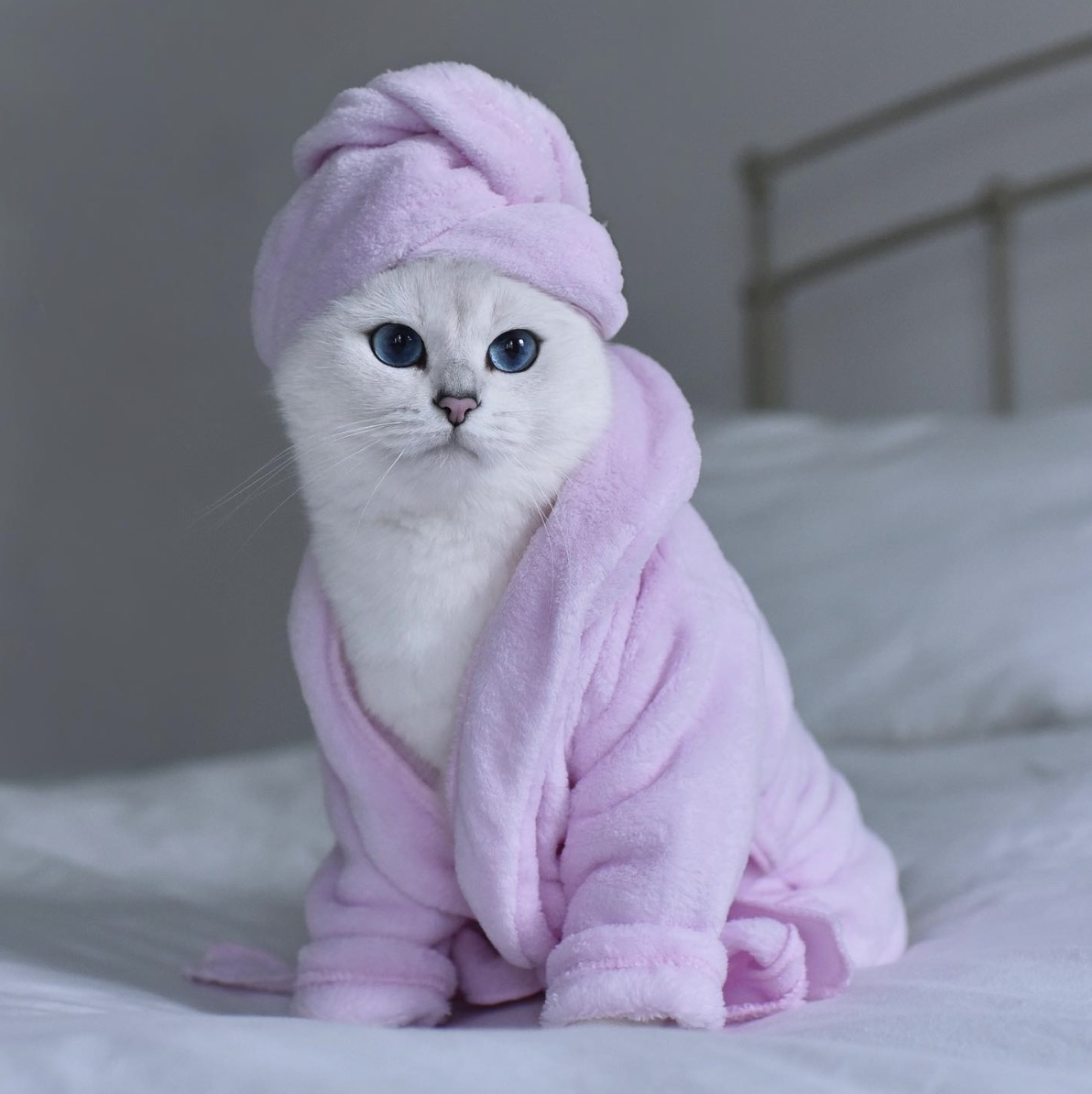 @cobythecat
