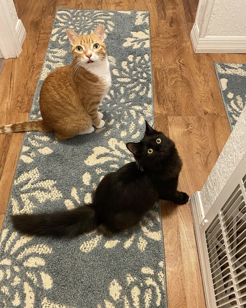 @coleandmarmalade