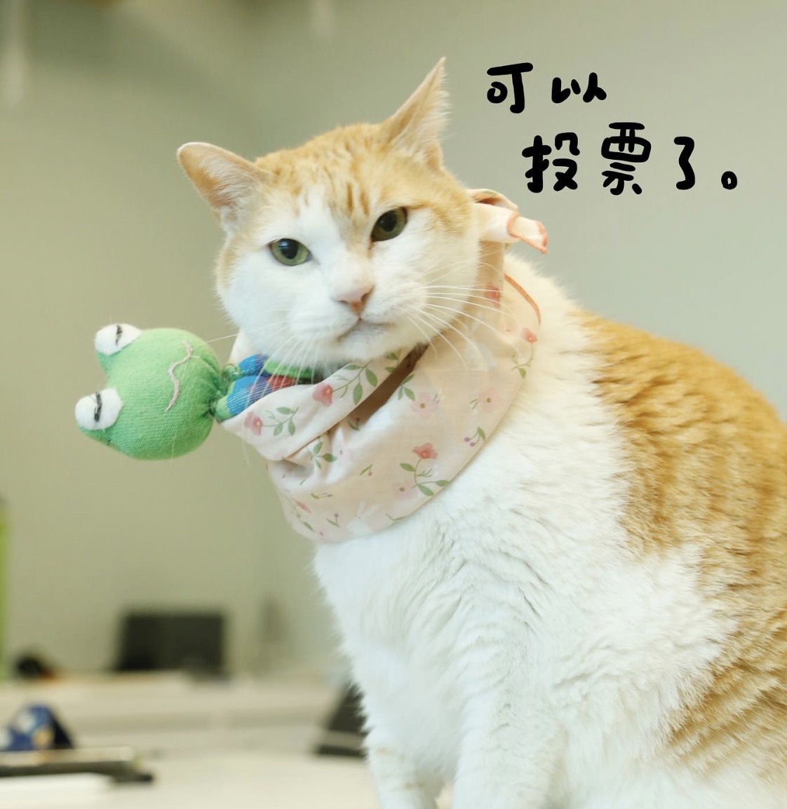 @fumeancat