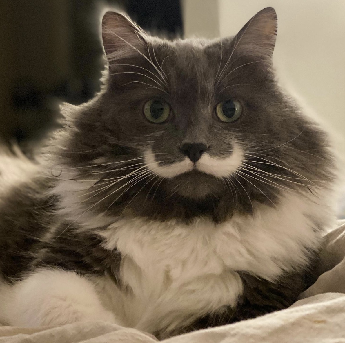 @hamilton_the_hipster_cat