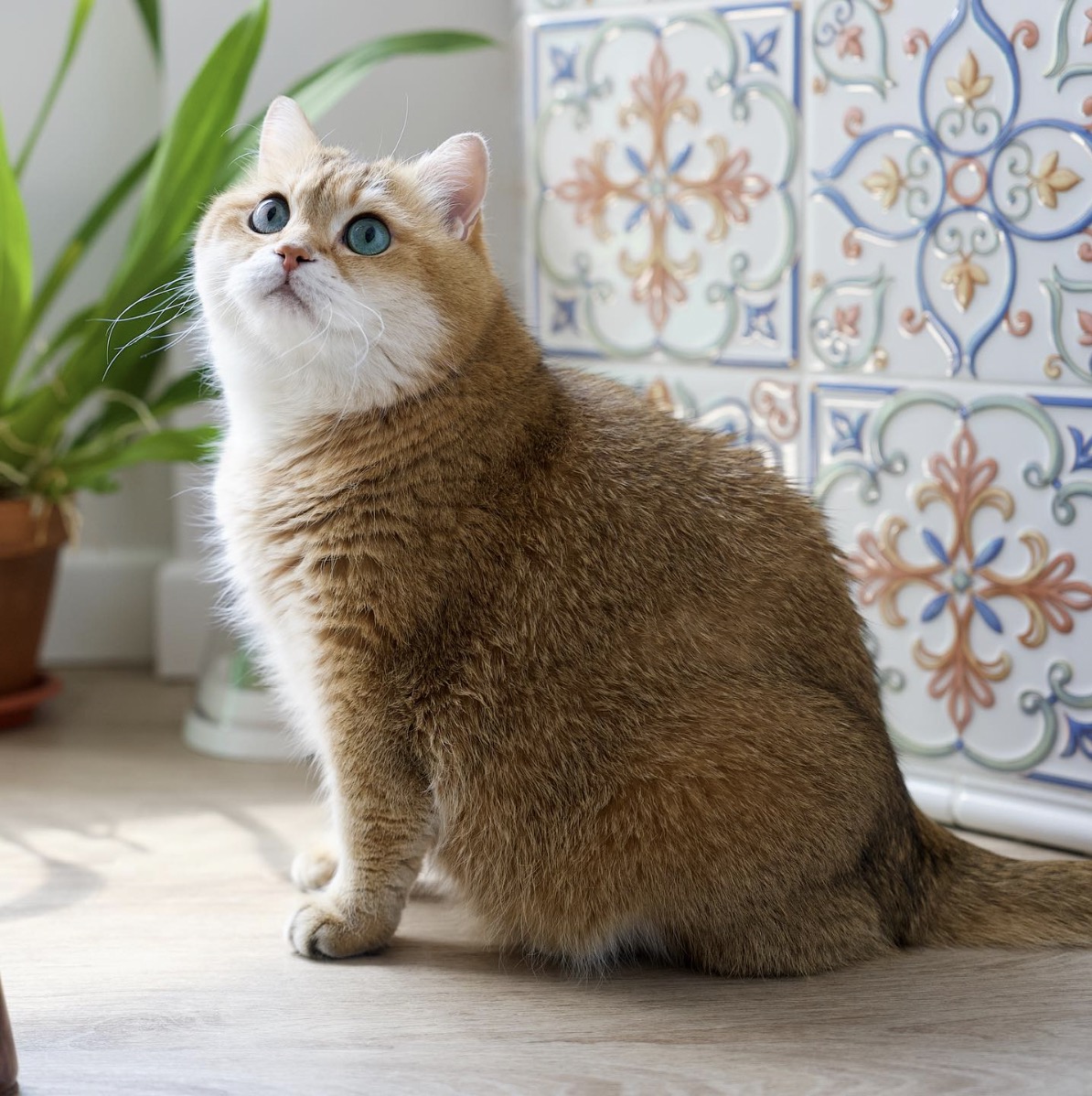 @hosico_cat