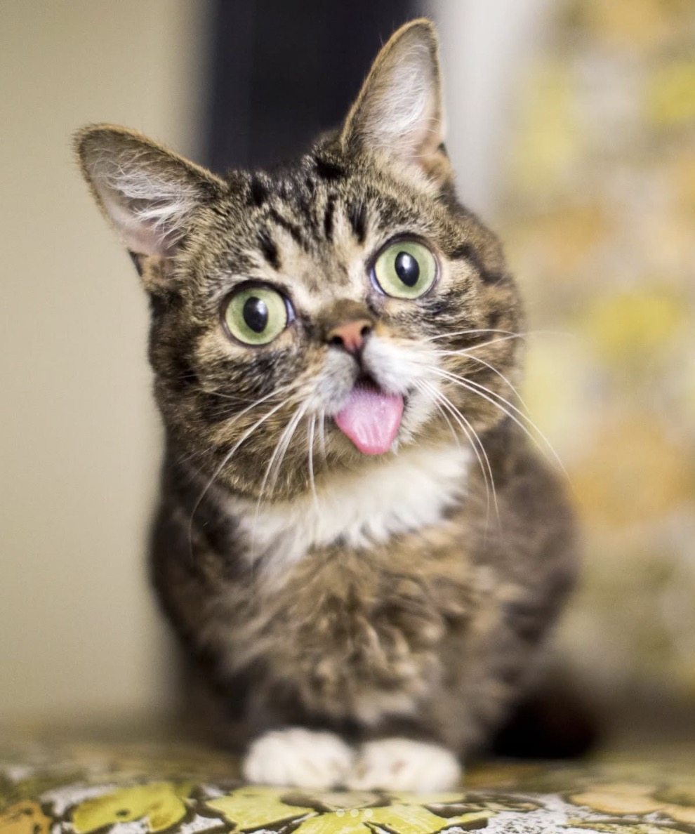 @iamlilbub
