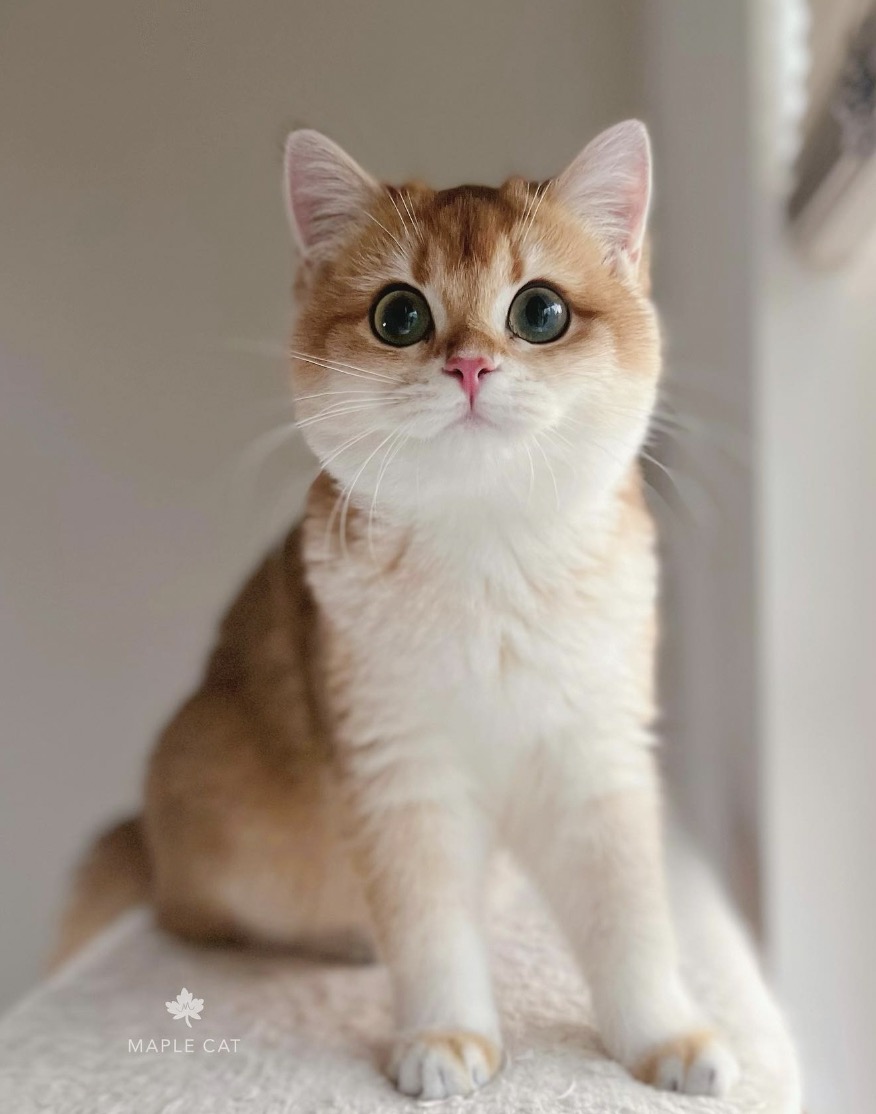 @maple.cat