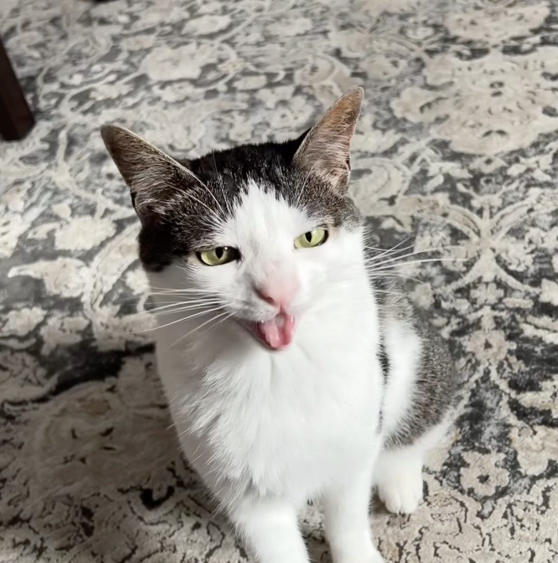 @monkeycatluna