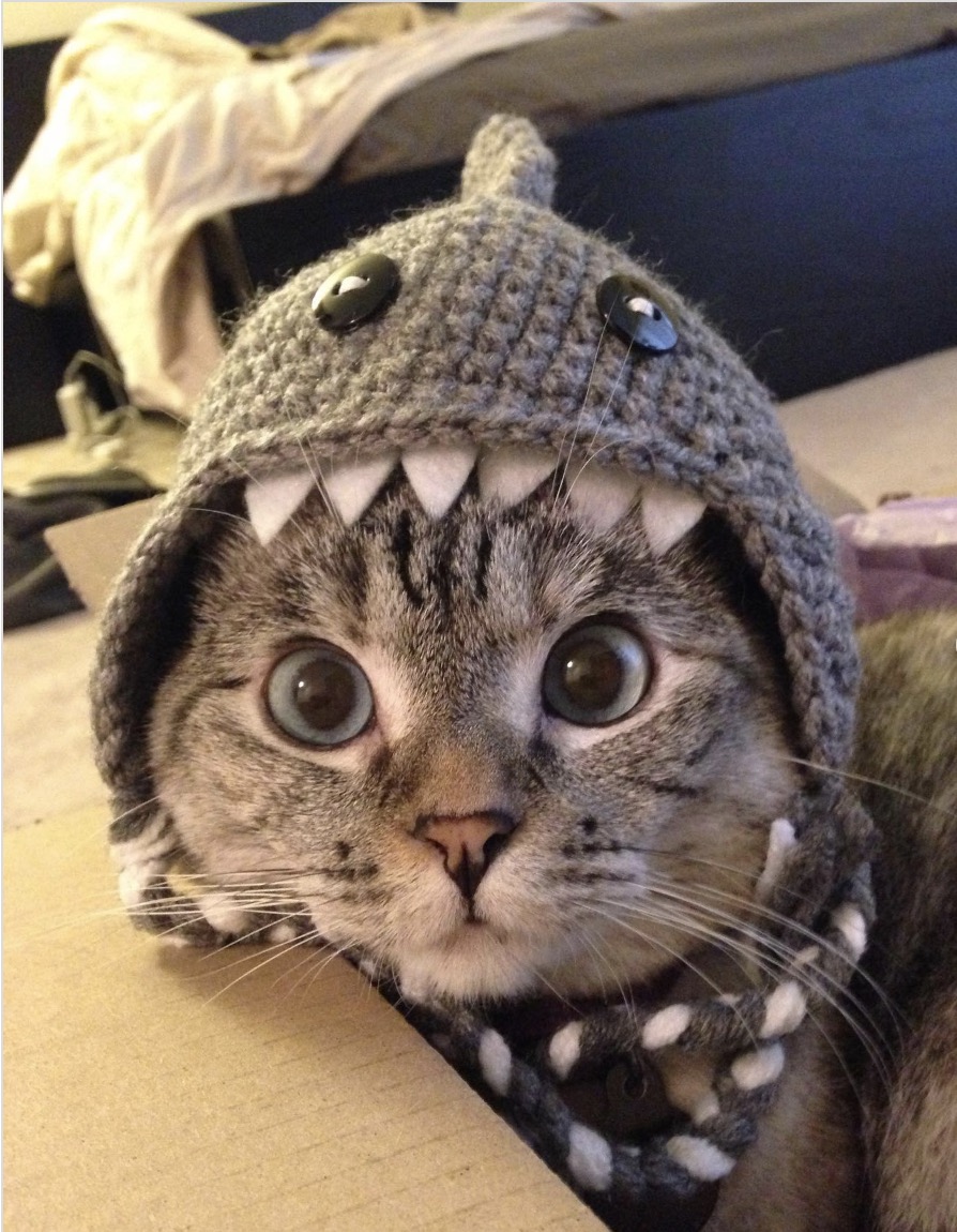 @nala_cat