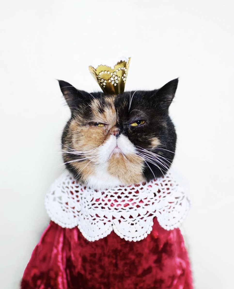 @pudgethecat