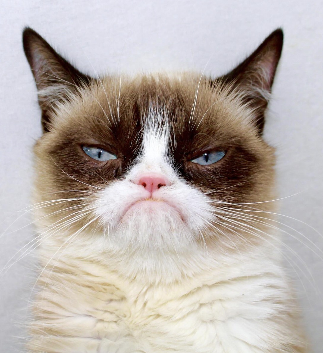 @realgrumpycat