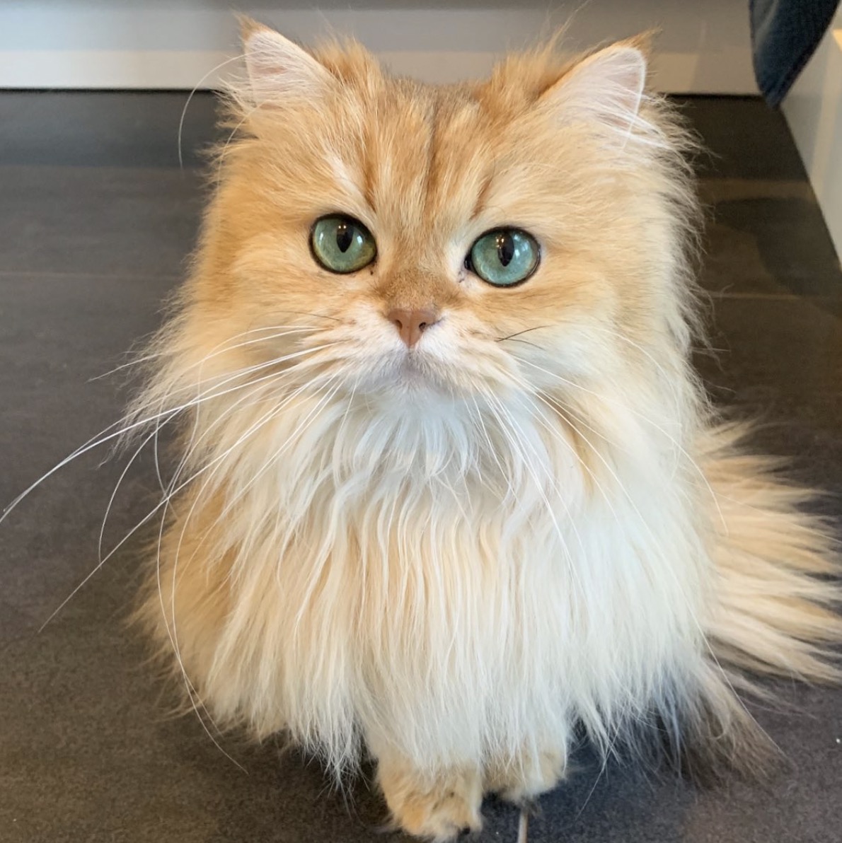 @smoothiethecat
