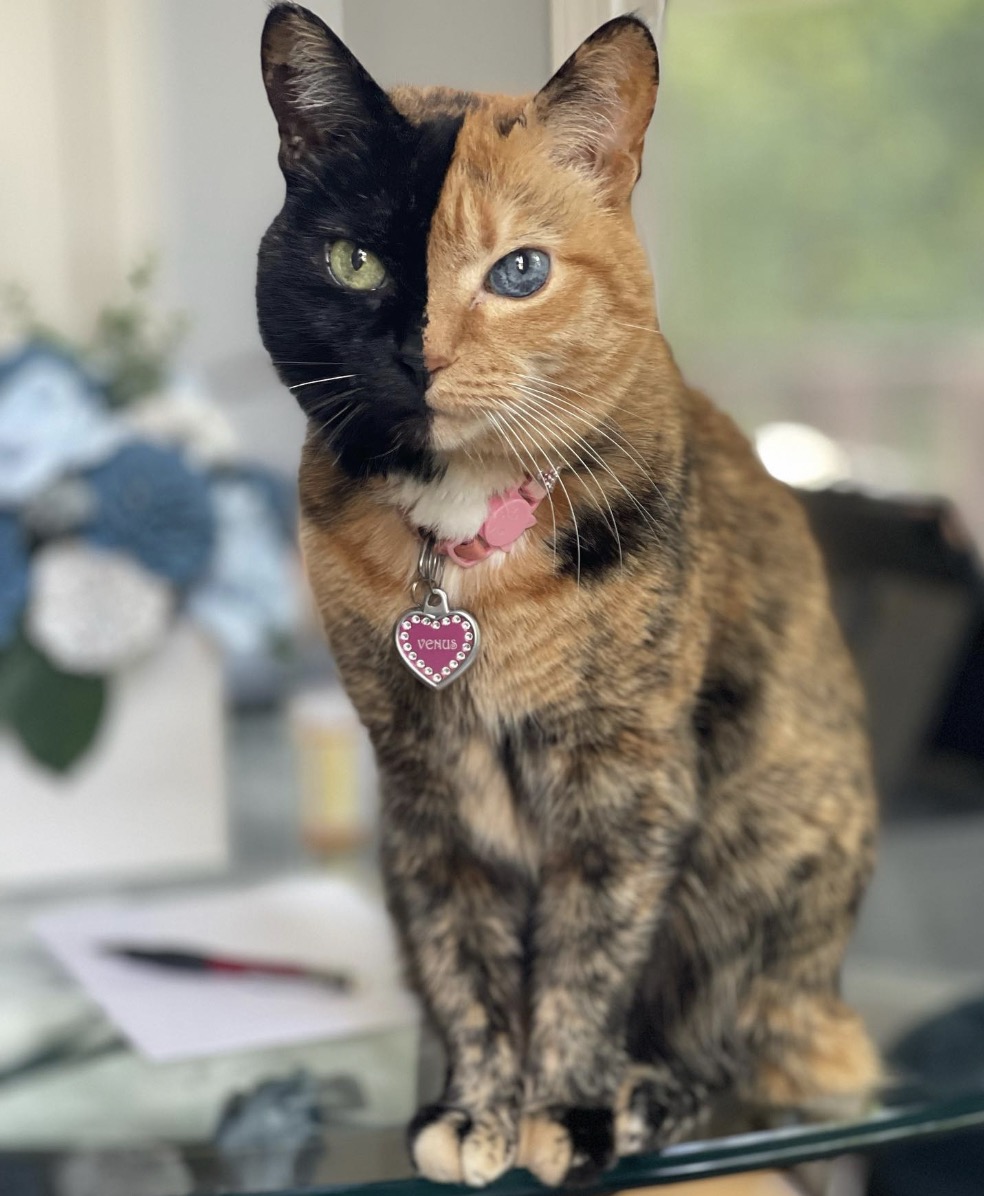 @venustwofacecat