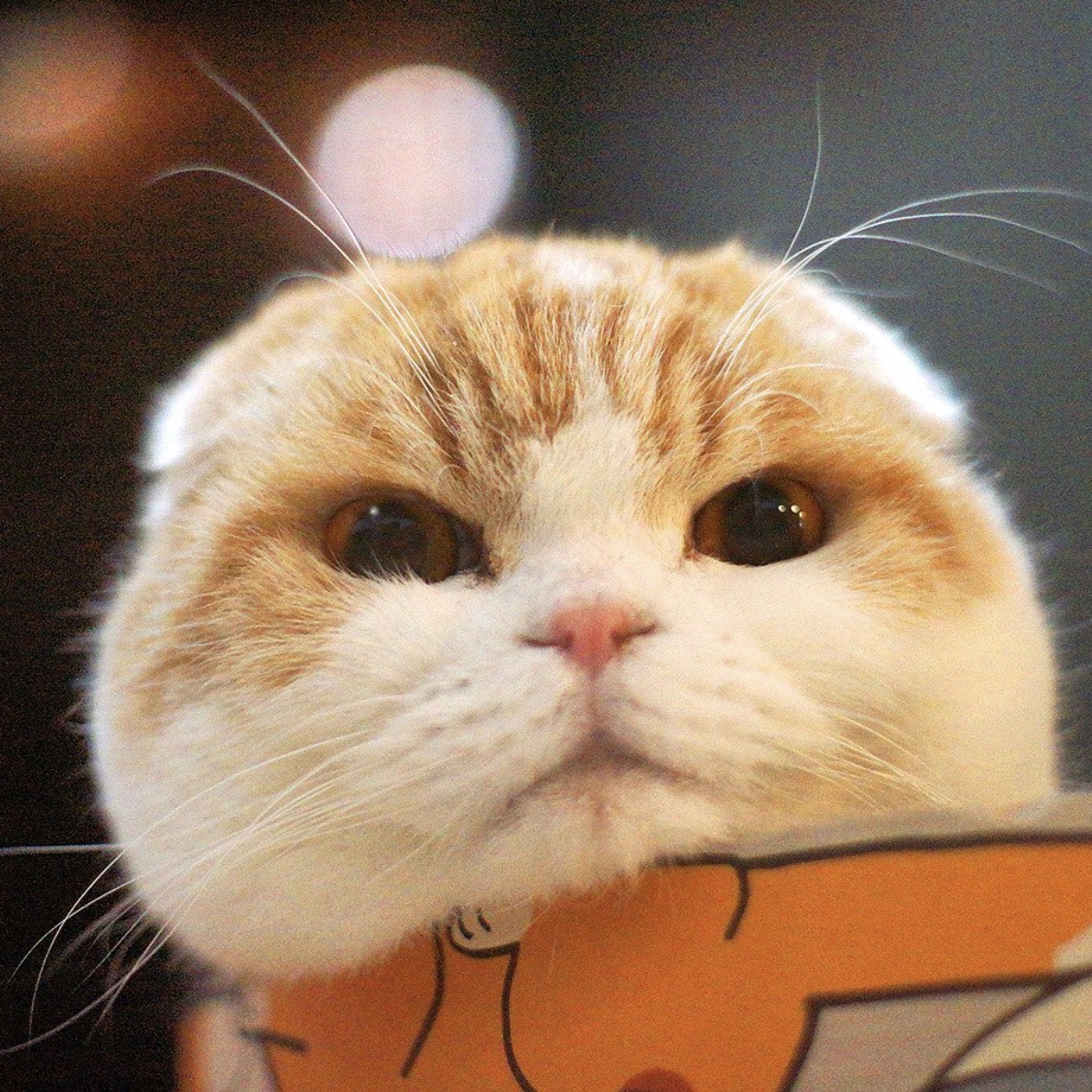 @waffles_the_cat