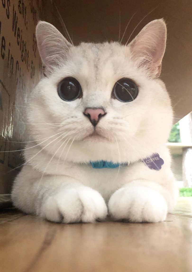 @white_coffee_cat