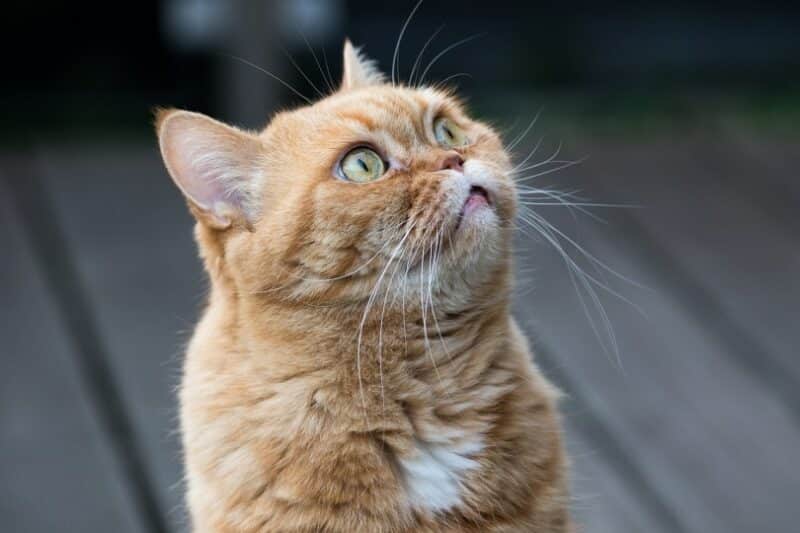 A British Shorthair cat looking up