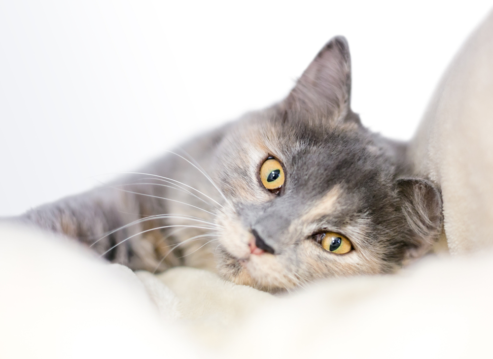 A Dilute Tortoiseshell cat with yellow eyes relaxing on a soft blanket