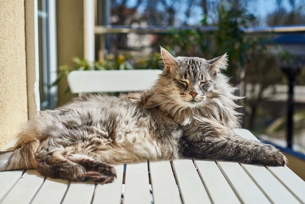 A-Norwegian-forest-cat-lounges-on-a-table-outside-on-a-sunny-day