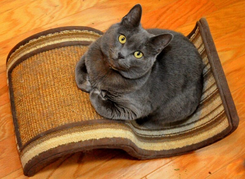 A Russian Blue cat sitting on a scratcher