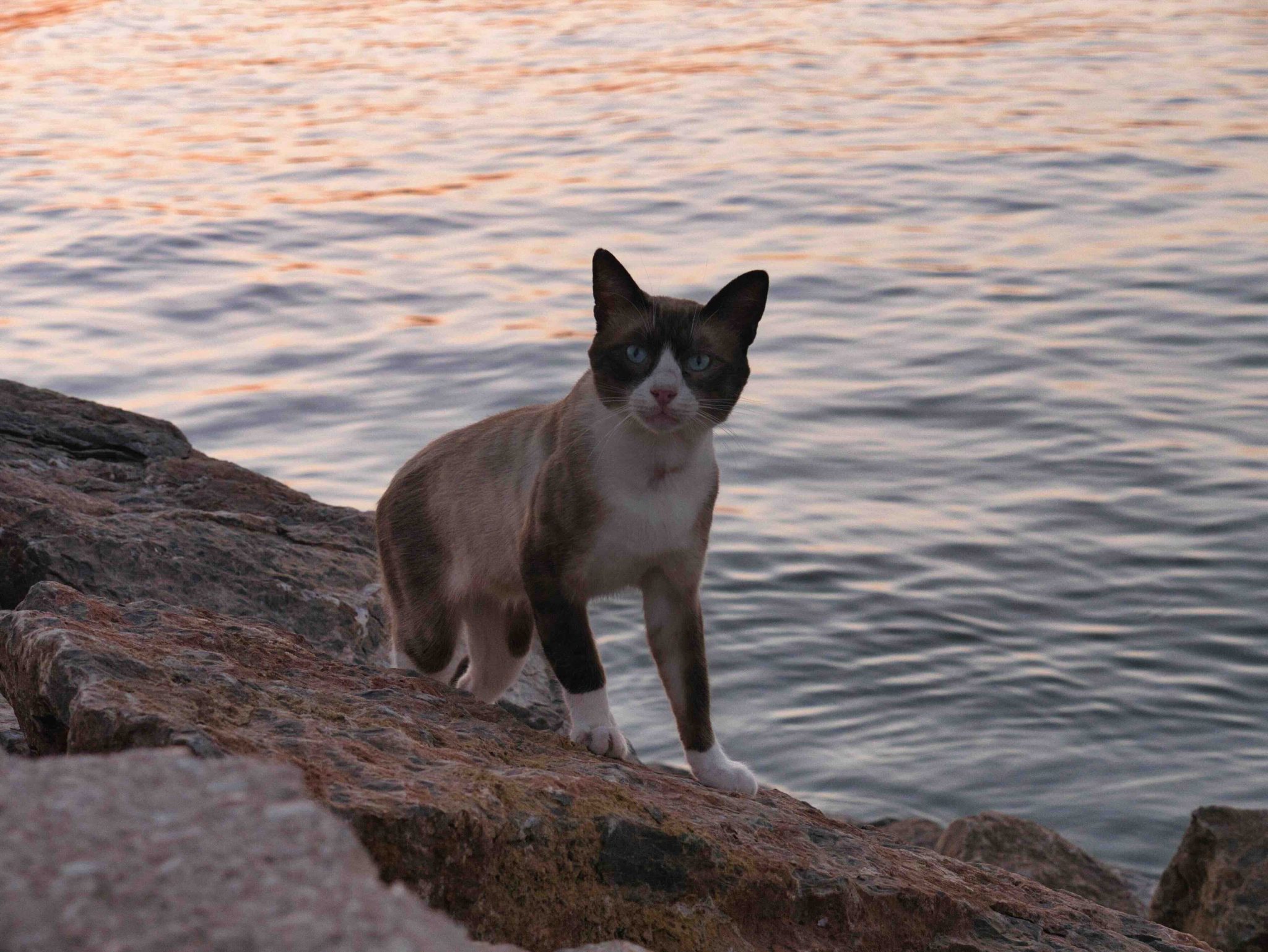 A Snowshoe cat sitting on rocks by the sea looking at the camera