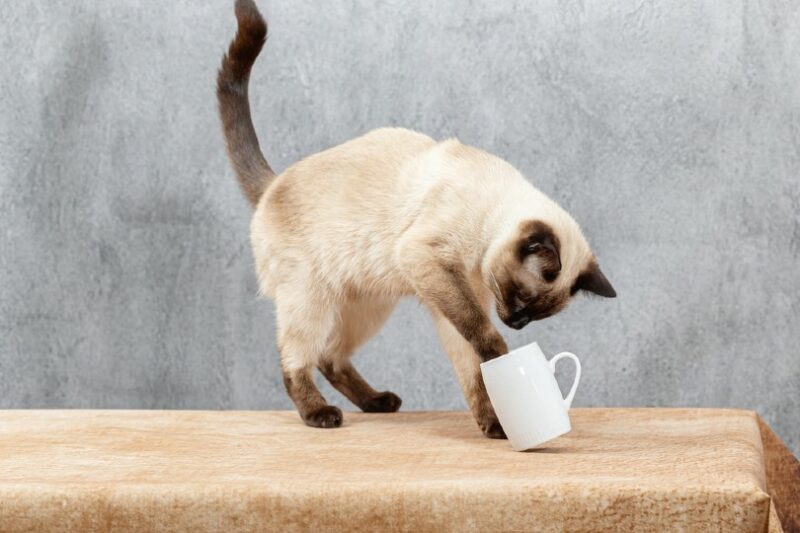 A Thai cat playing with a white mug