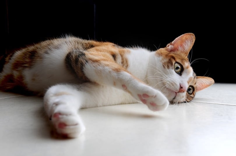 A cat lying on bathroom floor