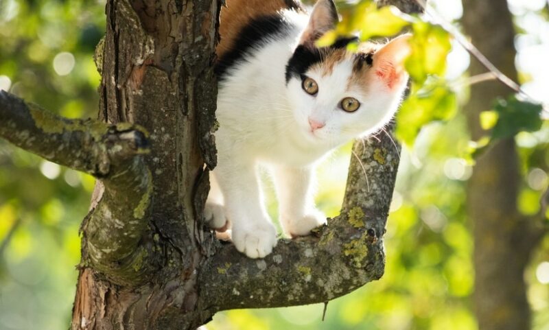 A cat trapped in a tree