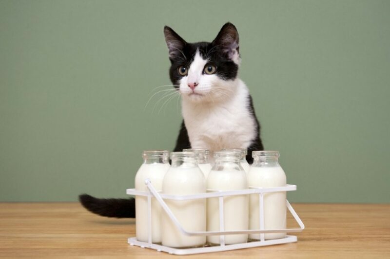 A cat with milk bottles
