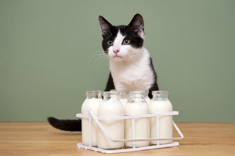 A cat with milk bottles