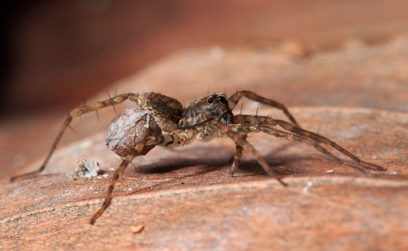 A female wolf spider (Pardosa sp.) carrying an egg sac
