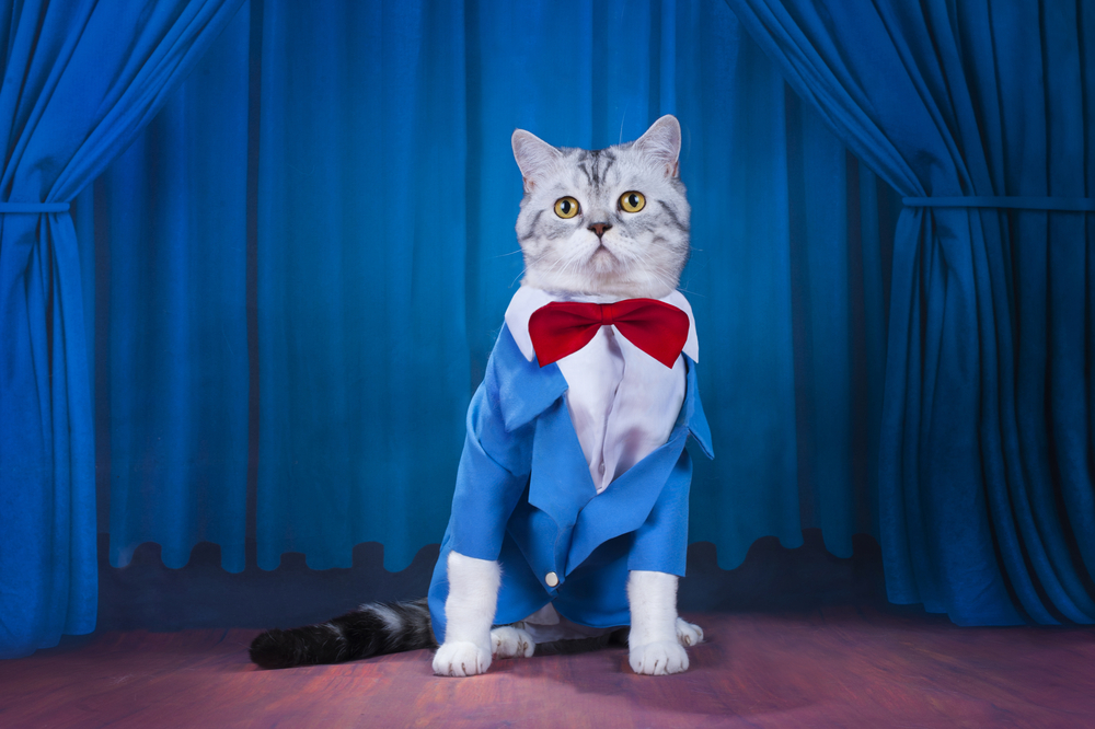 A gray cat wearing a costume with a bow sitting in a scenario