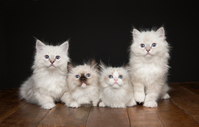 A litter of four light Ragdoll kittens