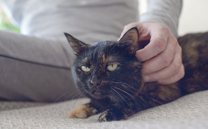 A man's hand scratches a fluffy cat behind the ear