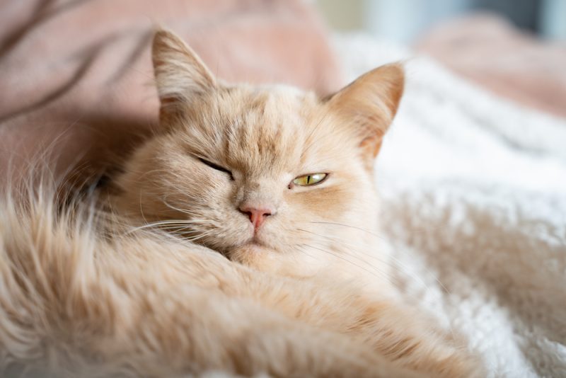 A photo of a lazy Cat winking at the camera