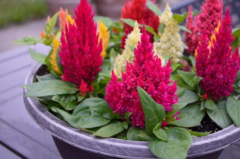 A pot of Celosia flowers