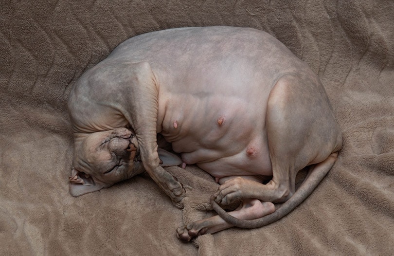 A pregnant Donskoy Sphinx cat sleeping